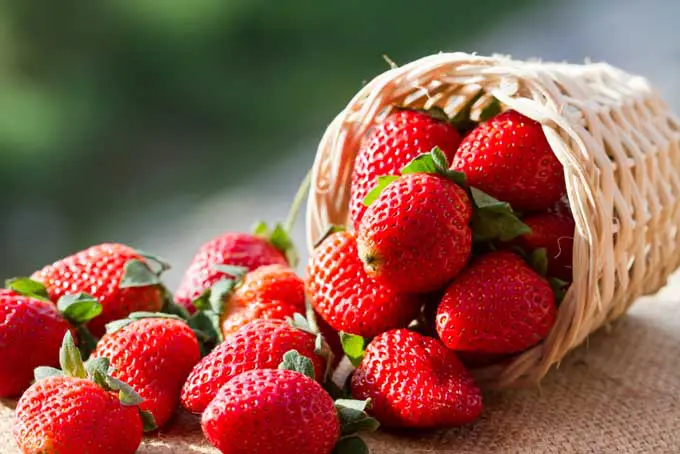 A basket of strawberries on the ground next to some other berries.